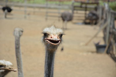 Close-up of a ostrich against blurred background