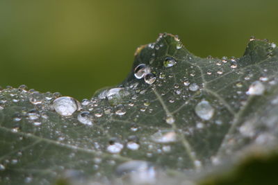 Close-up of raindrops on leaves