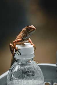 Close-up of small lizard on glass
