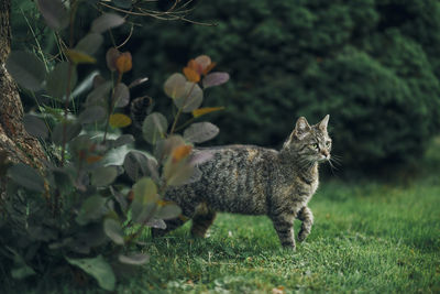 Cat walking on grassy field at park