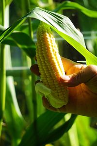 Cropped hand holding corn
