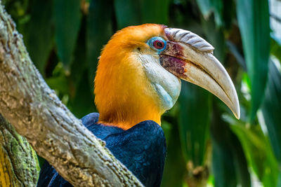 Close-up of bird perching on a branch