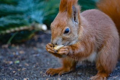 Close-up of squirrel