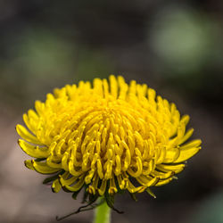 Close-up of yellow flowering plant