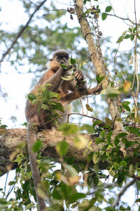 Low angle view of monkey on tree against sky