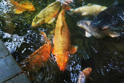 High angle view of koi carps swimming in pond