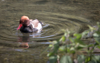 Duck swimming in a lake