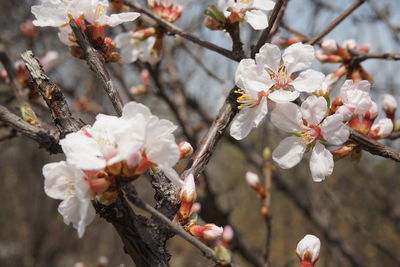 Close-up of apple blossoms in spring