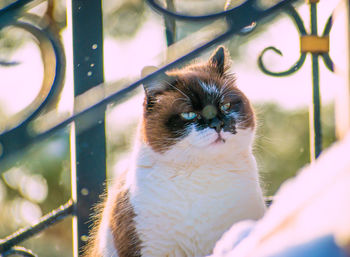 Close-up of hand holding cat