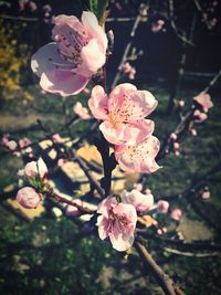 Close-up of pink cherry blossom