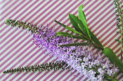 Close-up of purple flowers on table