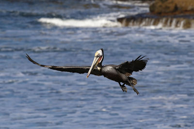 Bird flying over lake