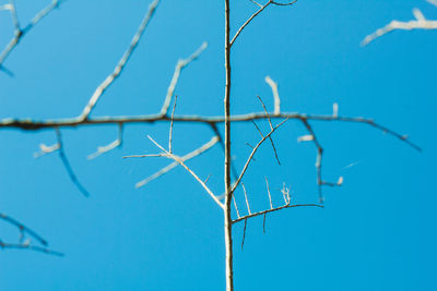 Low angle view of plant against blue sky