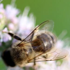 Close-up of butterfly on flower