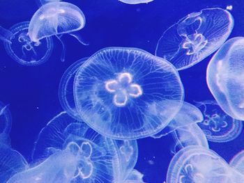 Jellyfish swimming in water