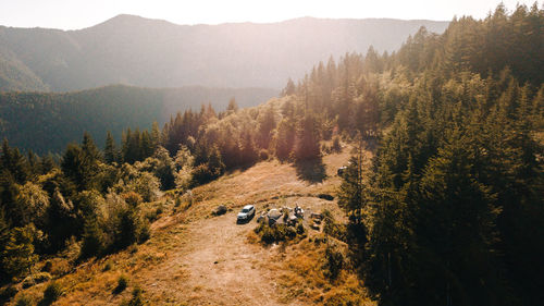 Panoramic view of trees in forest