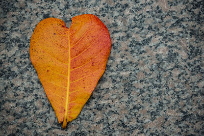 High angle view of autumn leaf on table