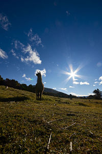 Llama guanaco alpaca en paisaje de los andes