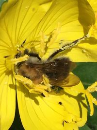 Close-up of bee on yellow flower