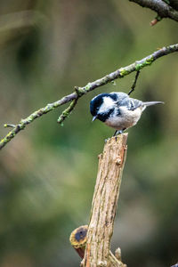Close-up of coal tit perching on a tree