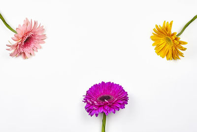 Close-up of pink daisy against white background