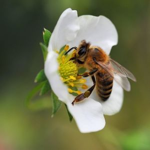 Close-up of honey bee on white flower