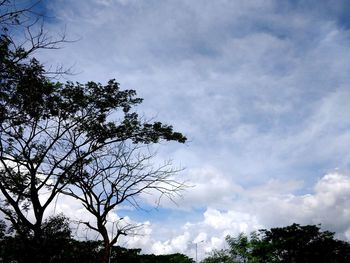 Low angle view of tree against sky