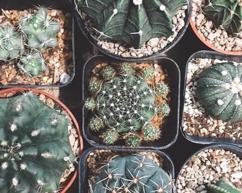 High angle view of potted plants for sale