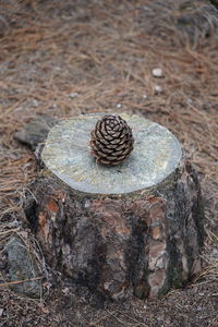 Close-up of snail on tree trunk