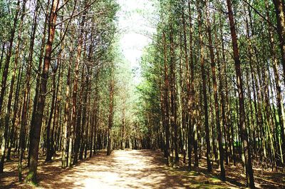 View of bamboo trees