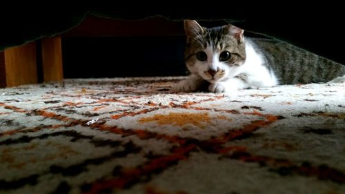 Portrait of cat on bed at home