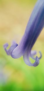 Close-up of purple flowering plant