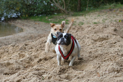 Dogs running on sand