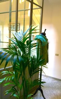 Close-up of plants against window