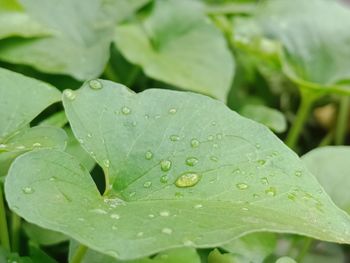 Close-up of raindrops on leaves