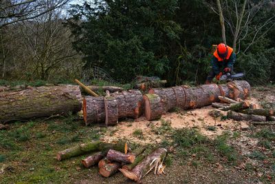 Man cutting tree on field