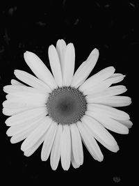 Close-up of white flower blooming against black background