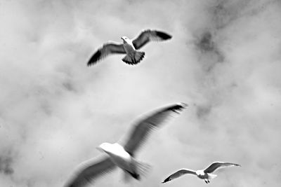 Low angle view of birds flying against cloudy sky