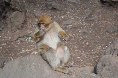 Monkey sitting on rock