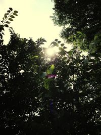 Low angle view of trees against sky