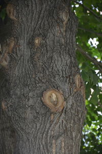 Close-up of tree trunk