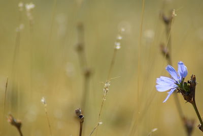 Close-up of flowering plant