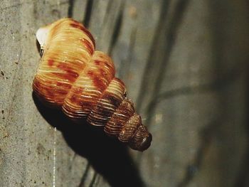 Close-up of snail