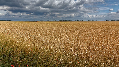 Scenic view of field against sky