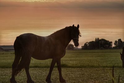 Horse standing in ranch against sky during sunset