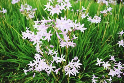 Close-up of white flowering plants