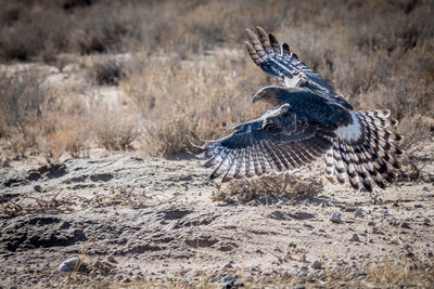 Close-up of eagle flying