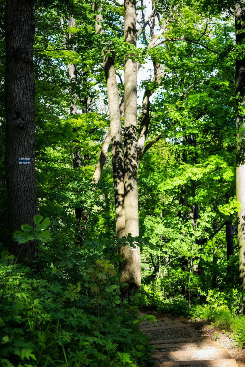 TREE TRUNK IN FOREST