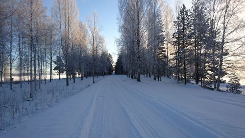 Snow covered trees against sky