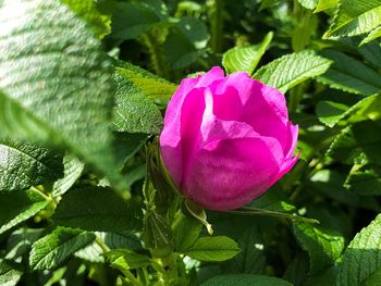 Close-up of pink rose